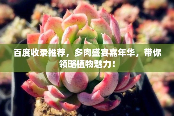 百度收录推荐，多肉盛宴嘉年华，带你领略植物魅力！